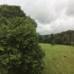 Verde Irlanda