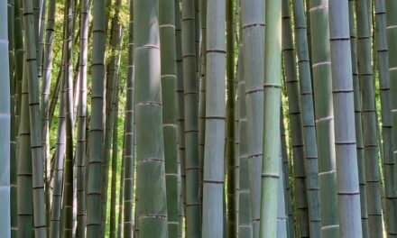El bosque de bambú de Hōkoku-ji