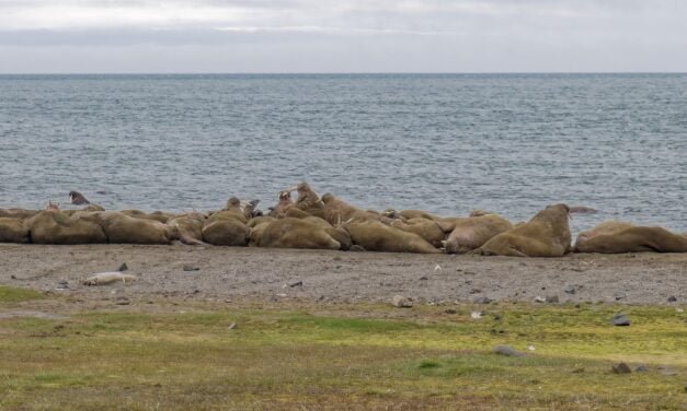 Las morsas de Kapp Lee