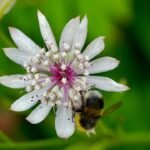 Abeja y flor en Skrúður