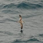 En el estrecho de Dinamarca