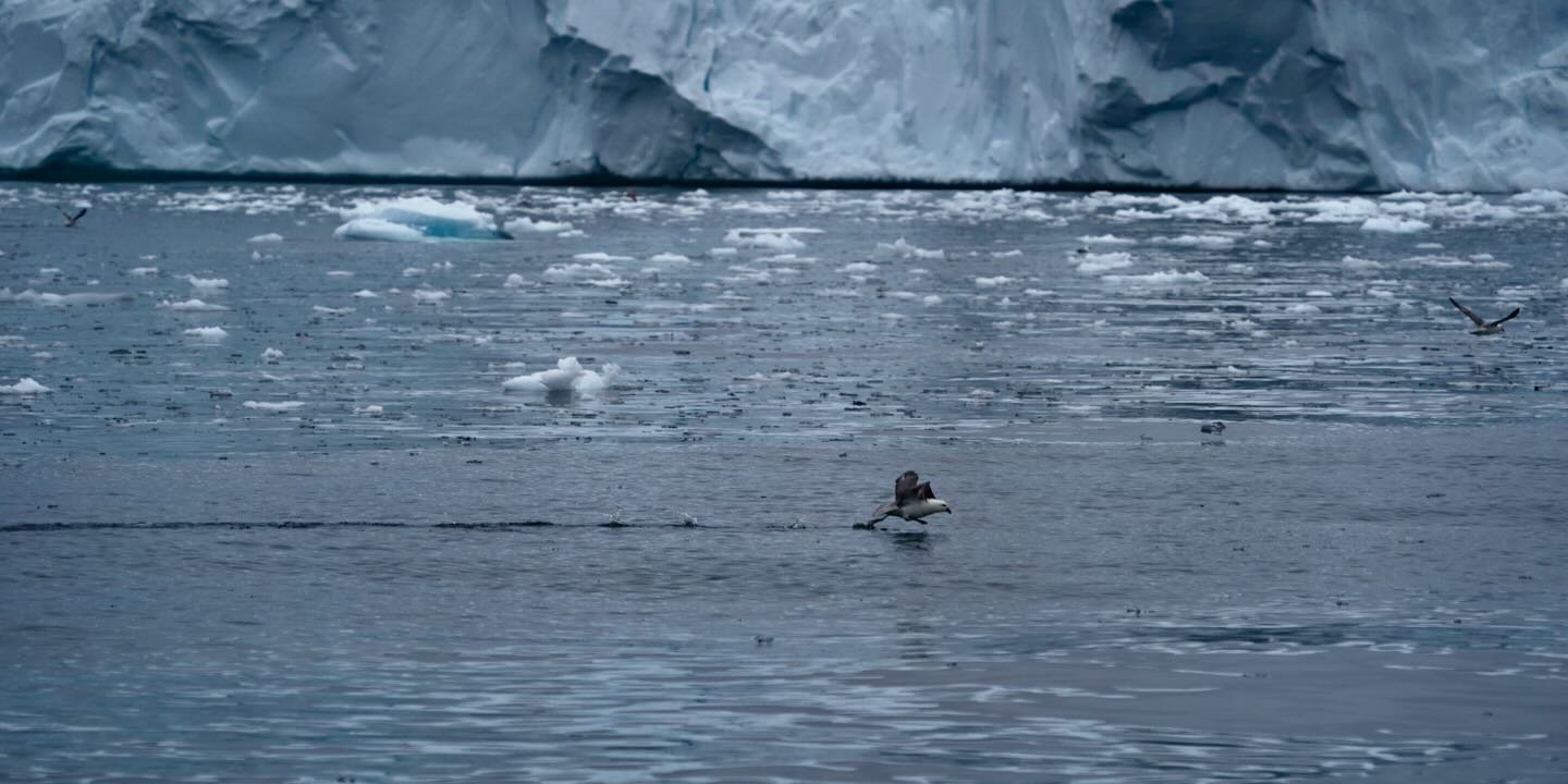 El despegue del fulmar