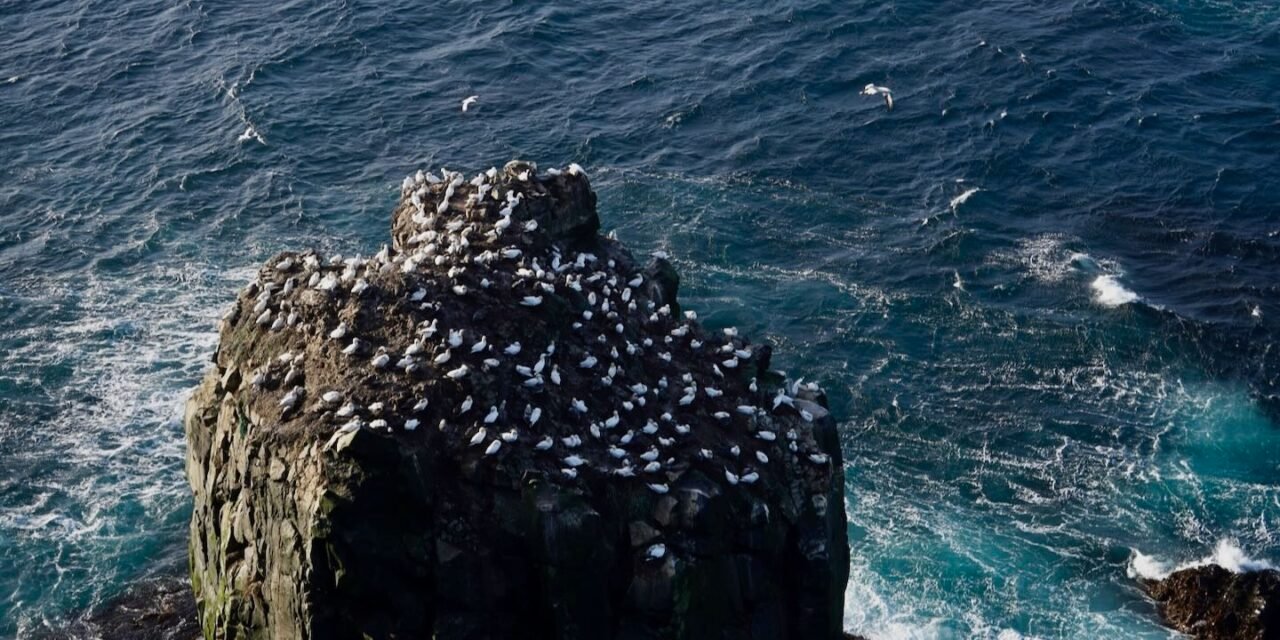 Langanes, la «península larga»