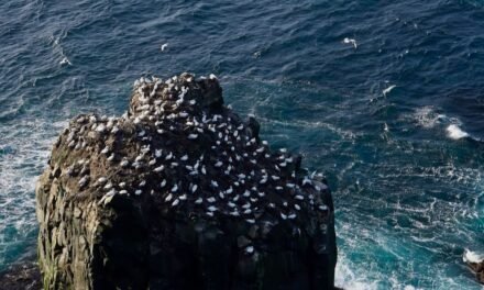 Langanes, la «península larga»
