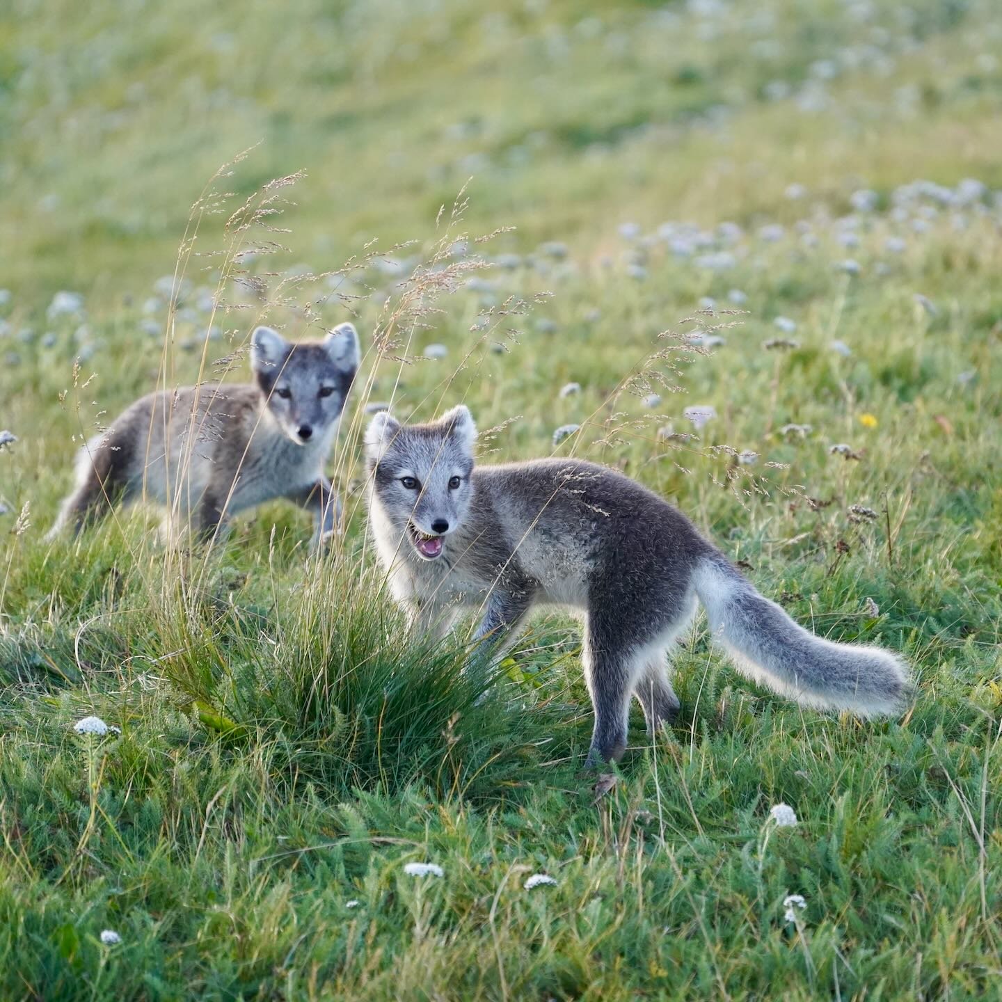 Zorros árticos en Möðrudalur
