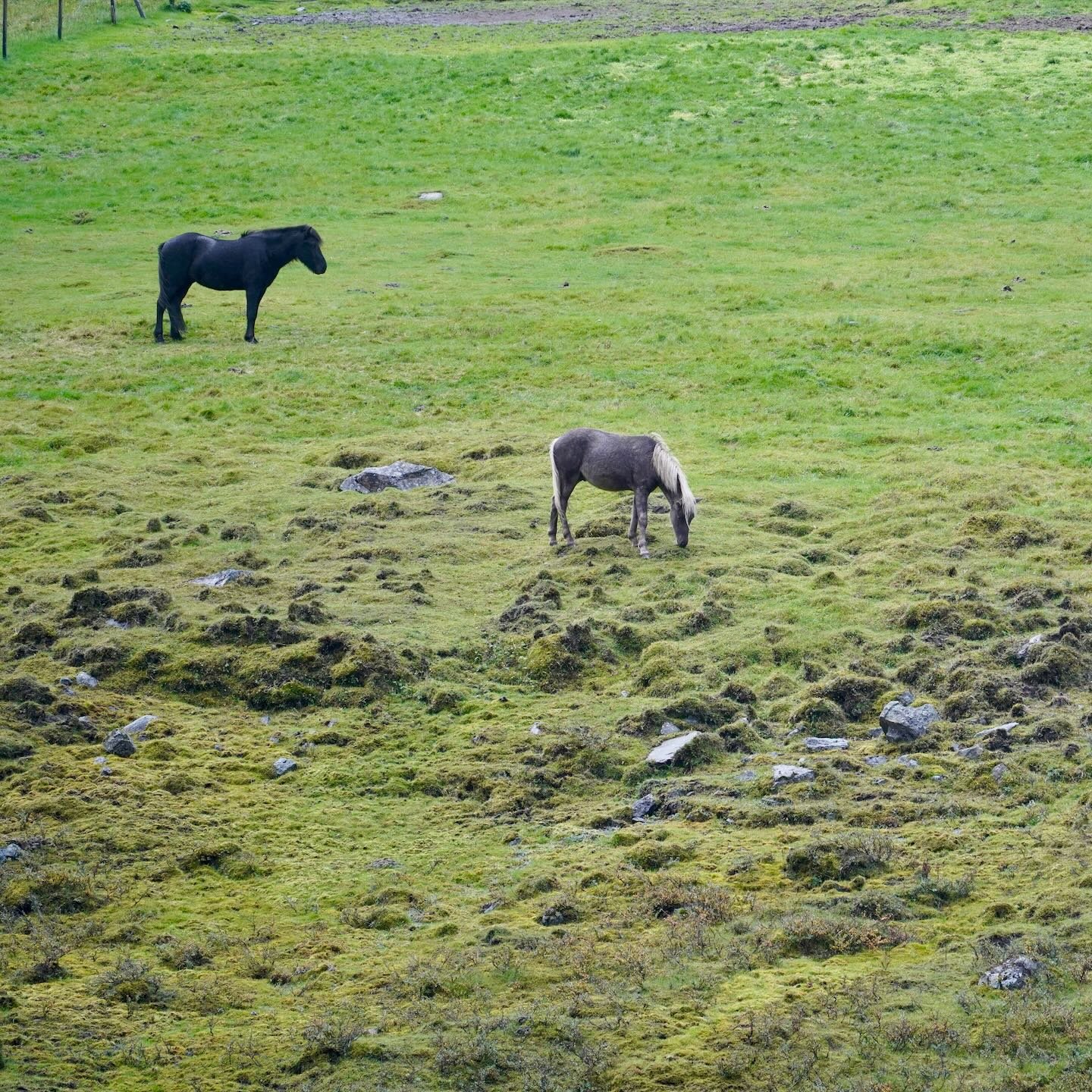 Caballos en Fljótsdalur