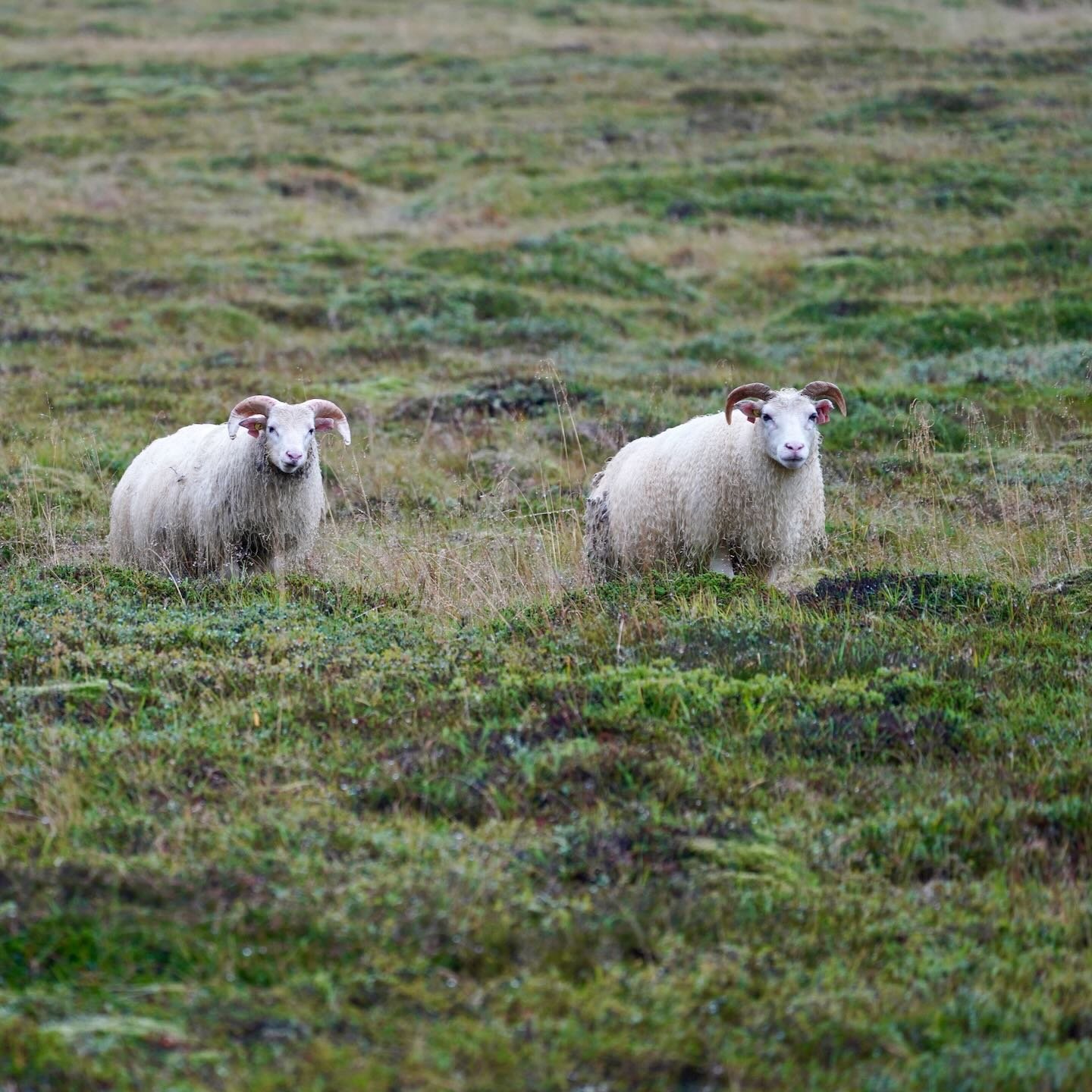 Ovejas en Mjóifjörður