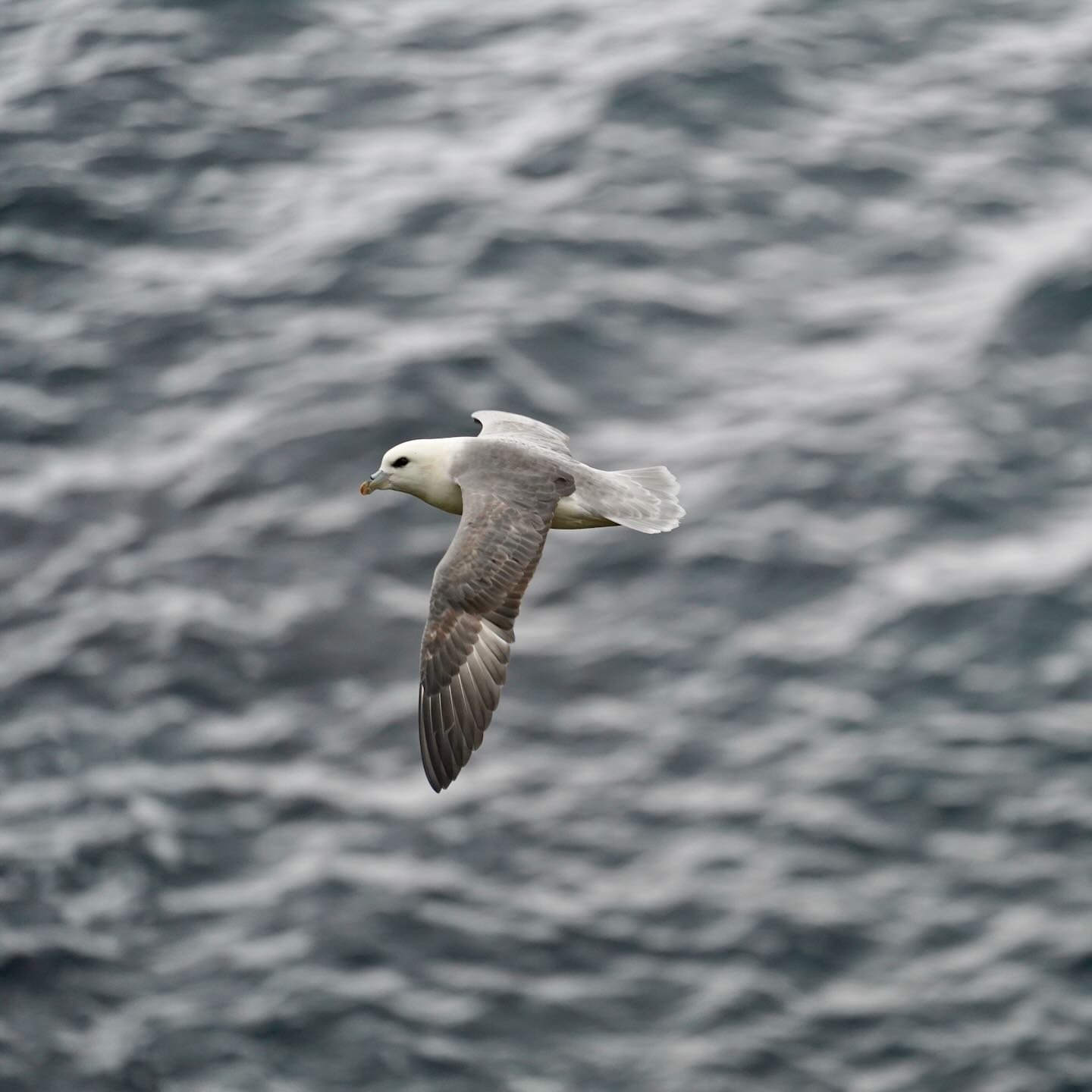 Un fulmar frente al Tóarfjall