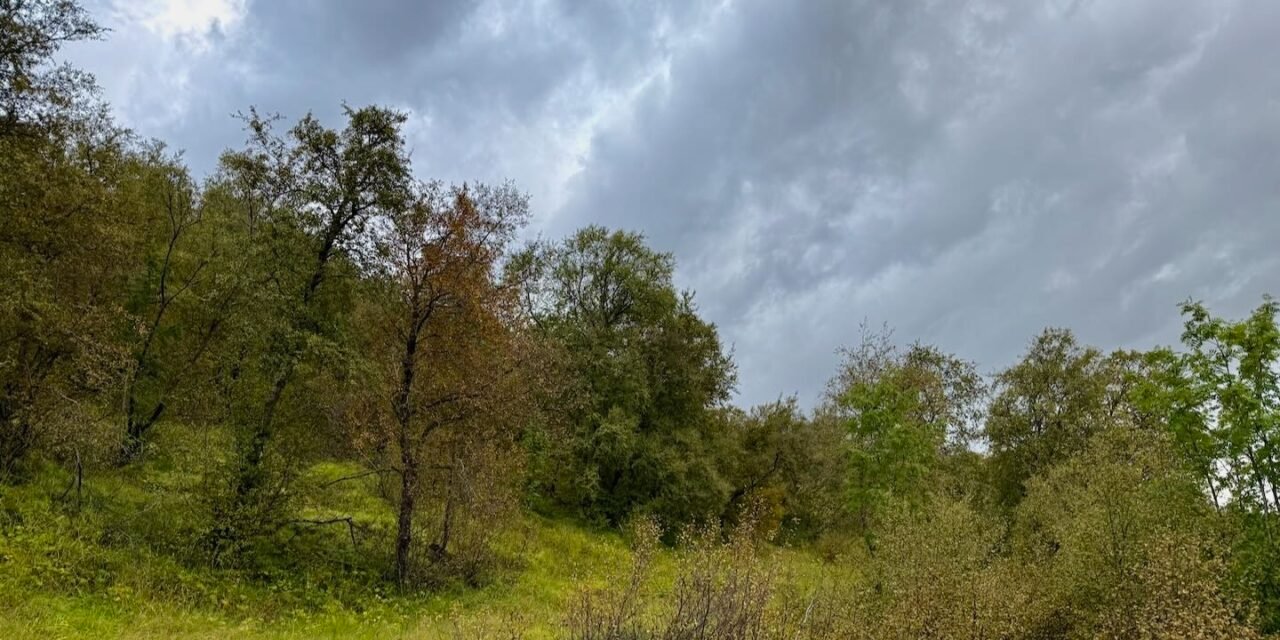 Un paseo por Hallormsstaðaskógur