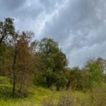 Un paseo por Hallormsstaðaskógur