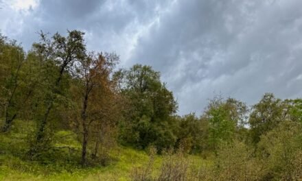 Un paseo por Hallormsstaðaskógur