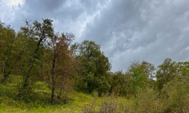 Un paseo por Hallormsstaðaskógur