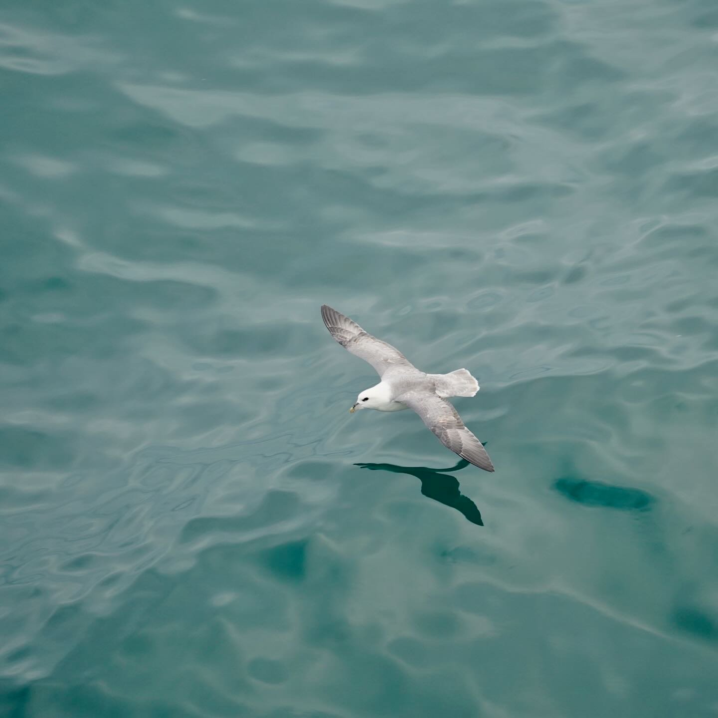 Un fulmar planeando junto al SH Vega
