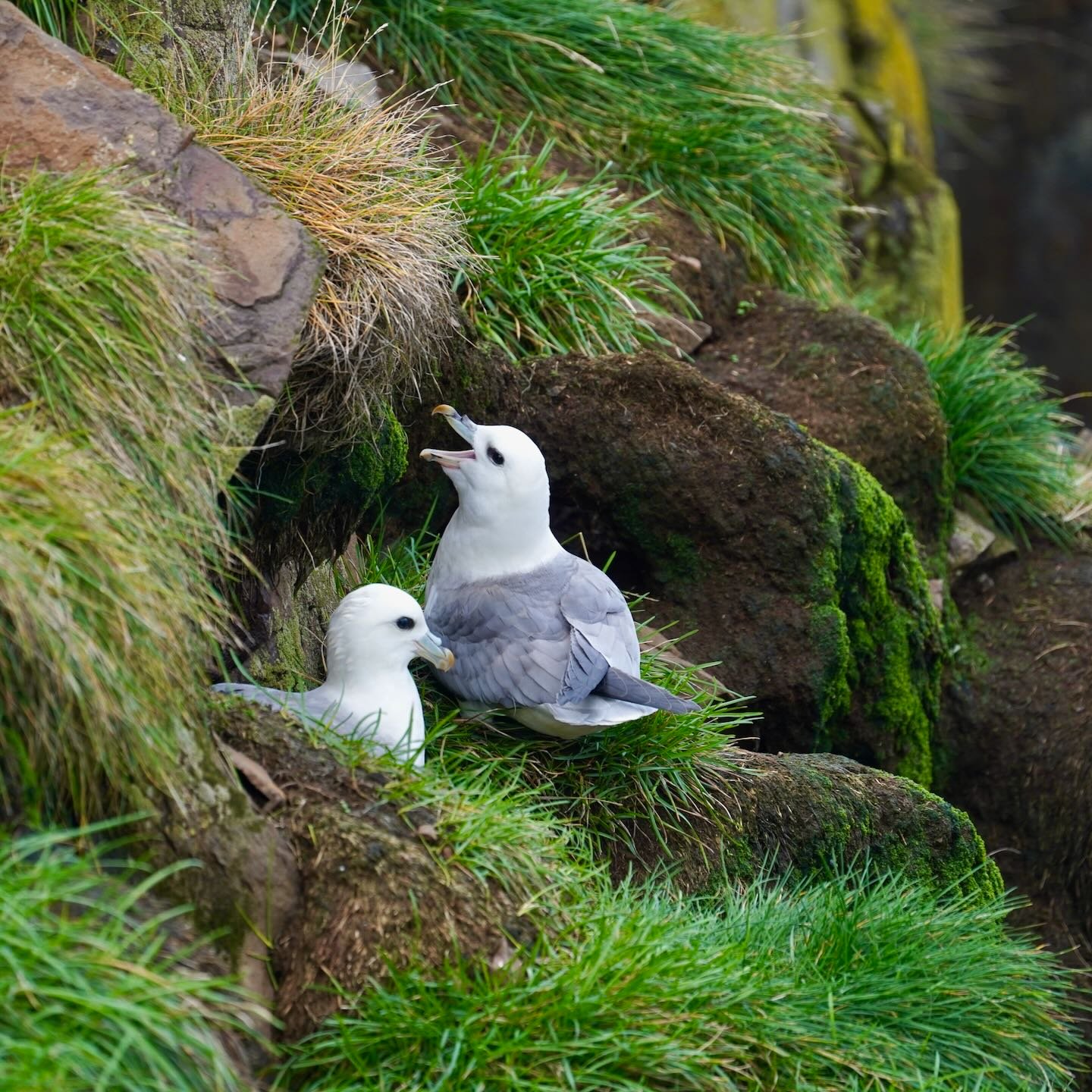 Una pareja de fulmares