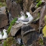 Una tarde de otoño en Hafnarhólmi