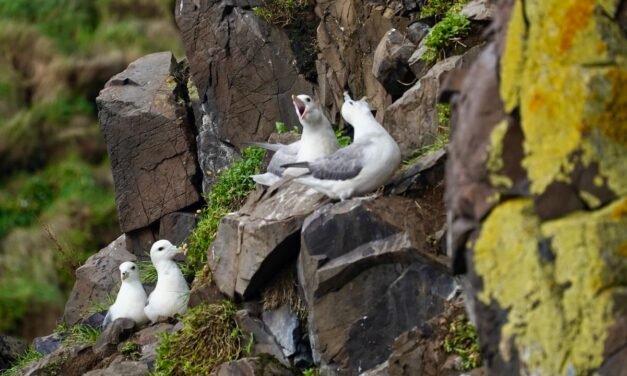 Una tarde de otoño en Hafnarhólmi