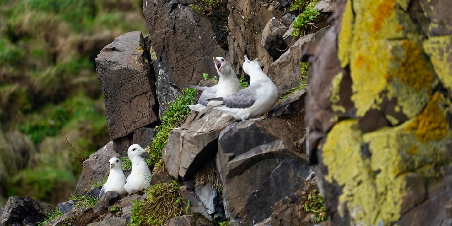 Una tarde de otoño en Hafnarhólmi